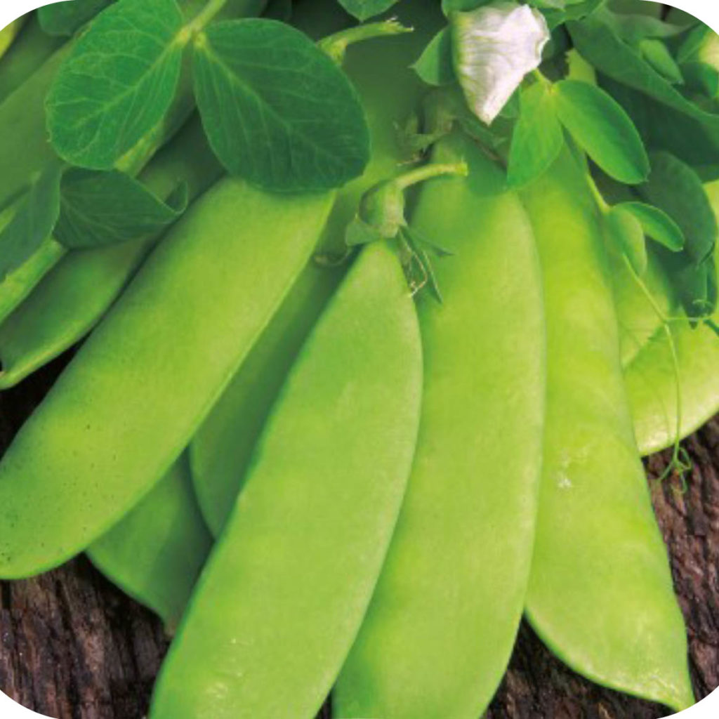 02. The Basic 25 Varieties Great American Seed Up