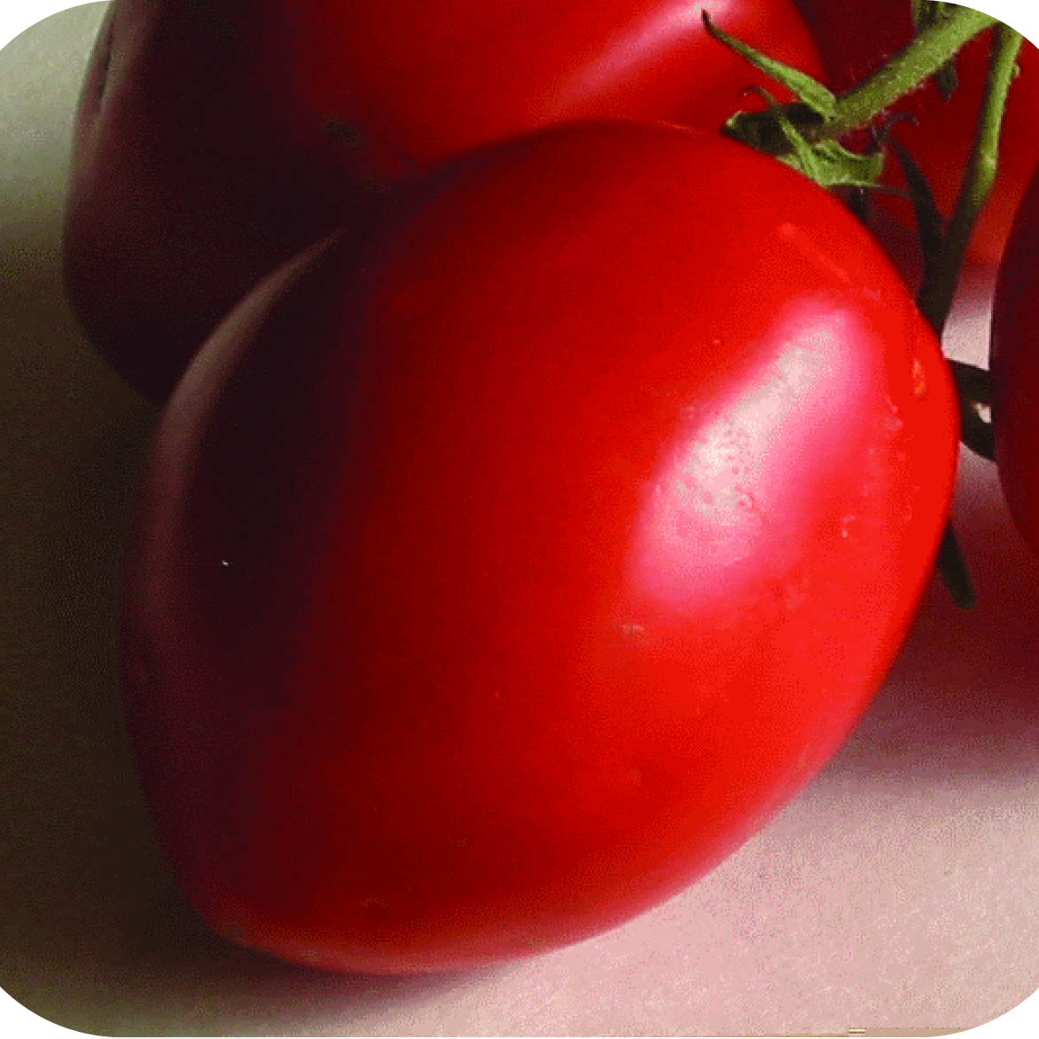 томат вашингтон
