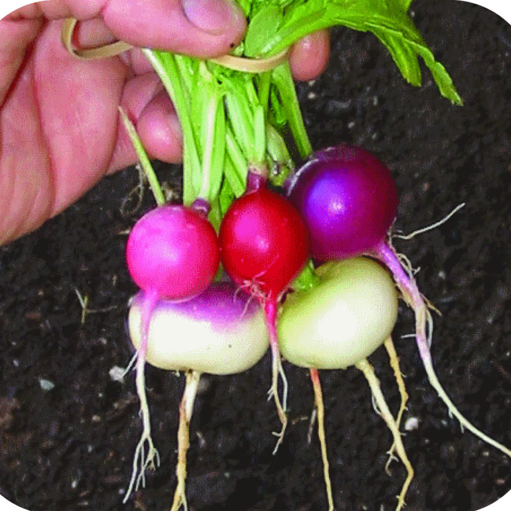 Radish; Easter Egg Great American Seed Up