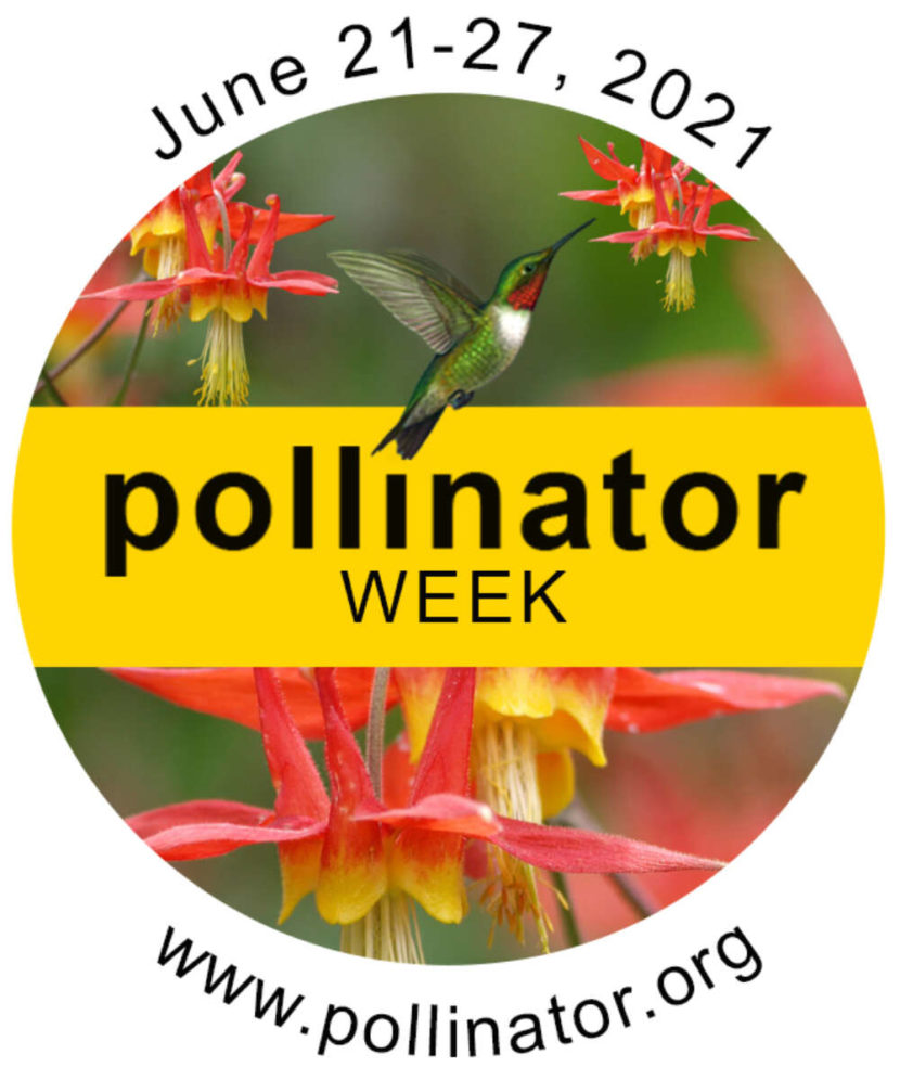 Photo of a hummingbird with text that says Pollinator Week June 21through 27, 2021 Pollinator.org