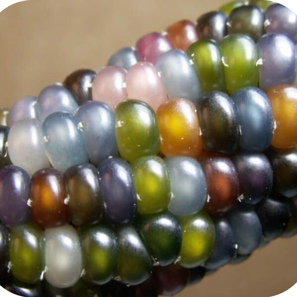 Corn; Glass Gem (Flint) Great American Seed Up