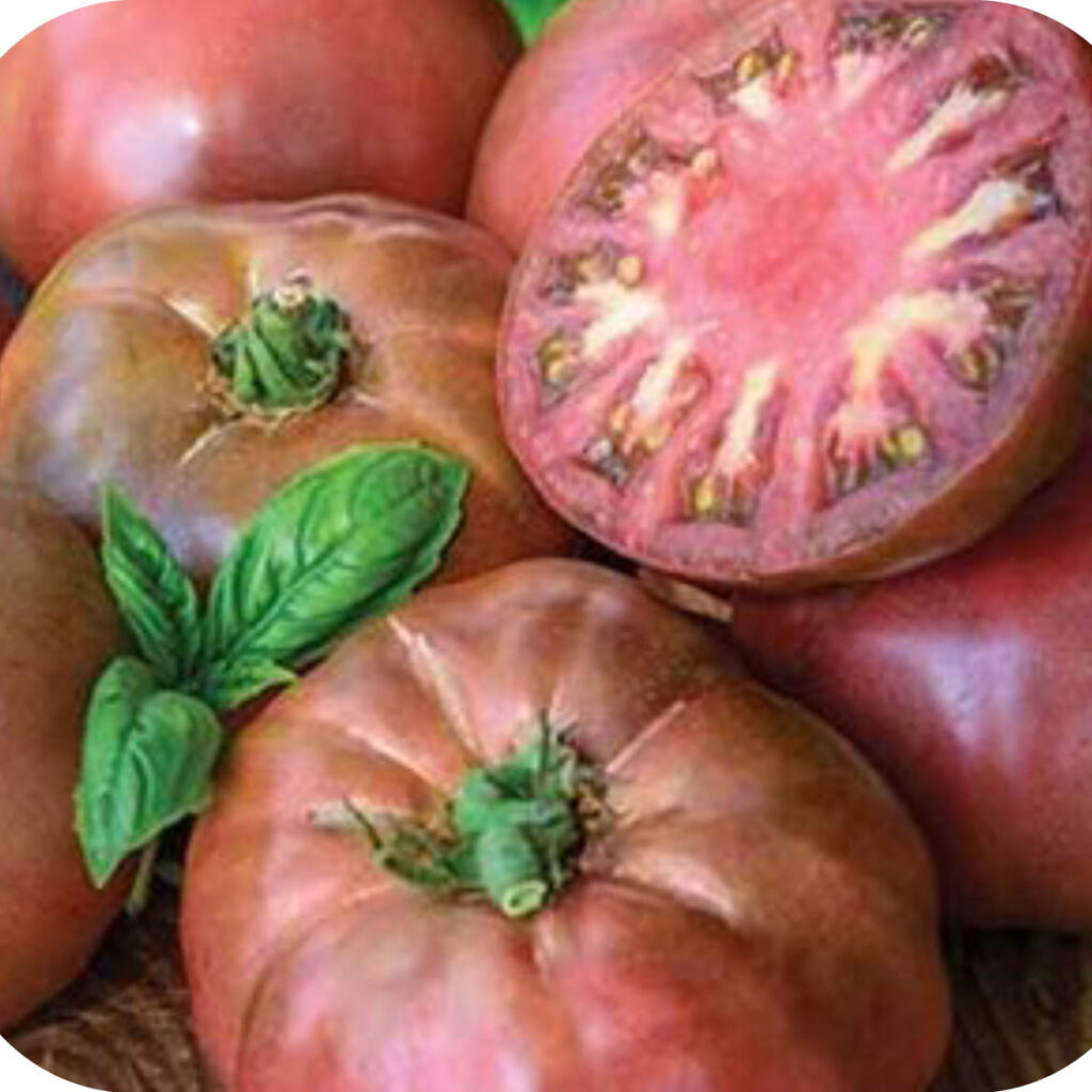 Tomato; Black Krim (Indeterminate) Great American Seed Up