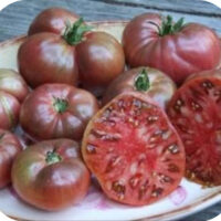 Tomato; Cherokee Purple (Indeterminate)