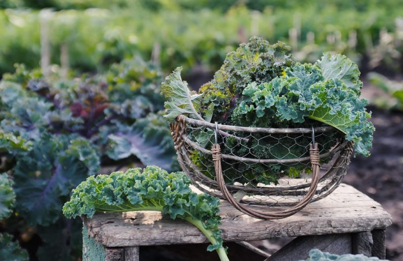 Basket of Kale