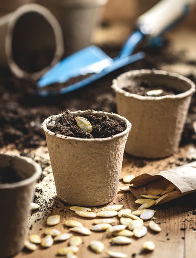 Seed Pots